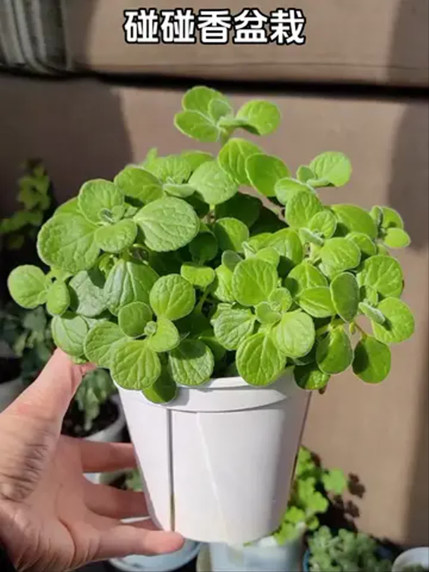 养碰碰香风水好吗