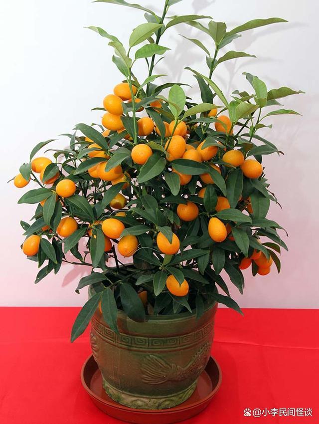 家居阳台风水植物
