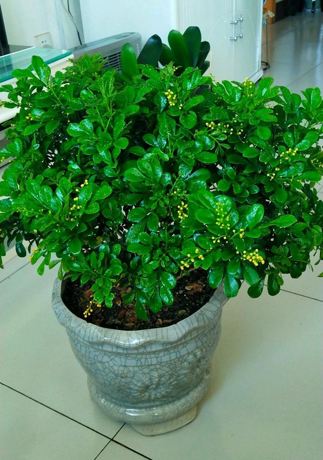 米兰花风水禁忌