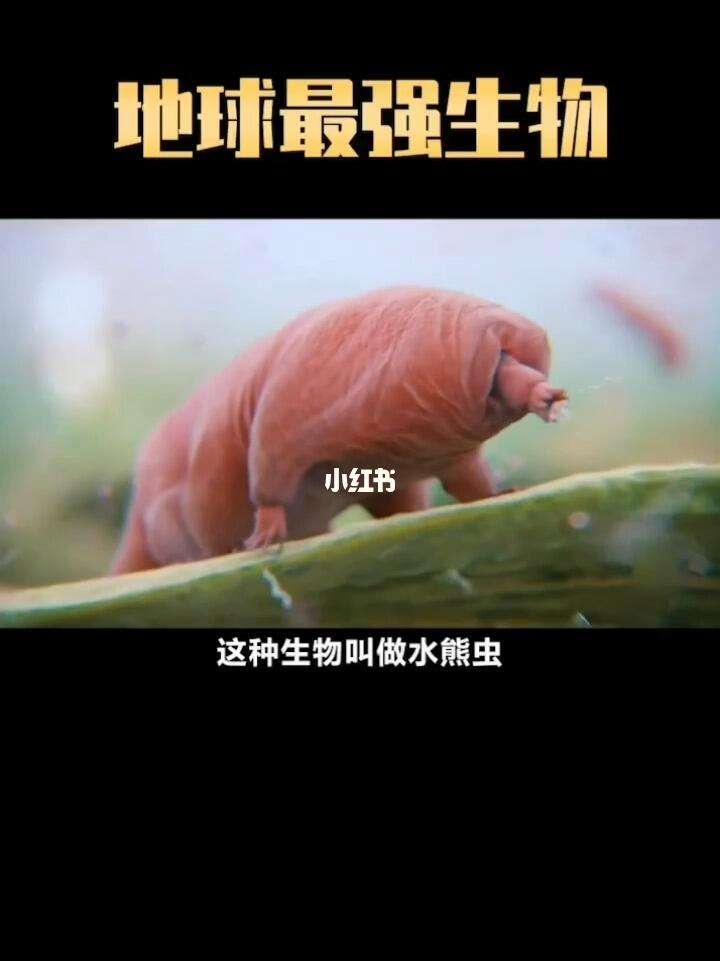 水熊虫寿命多少年