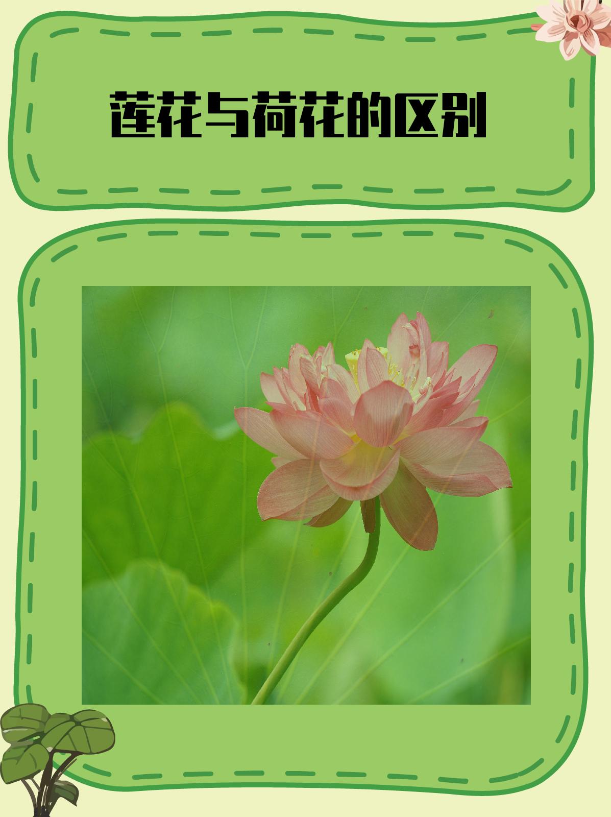 科普展现:莲花别名（铁线莲花别名）