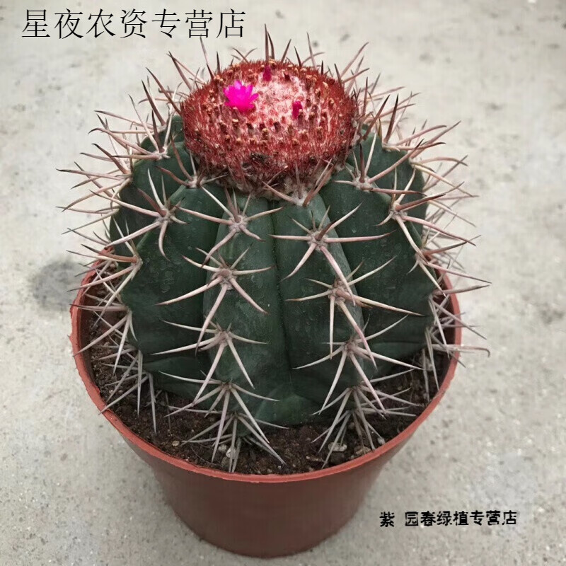 寓意