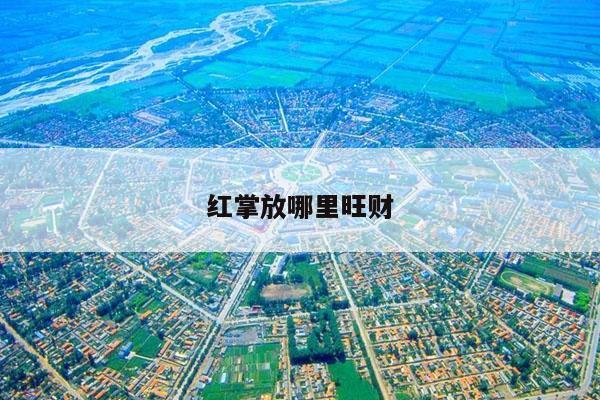 红掌放哪里旺财