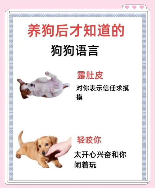 偷狗的完美方法,偷狗的完美方法在线观看全集