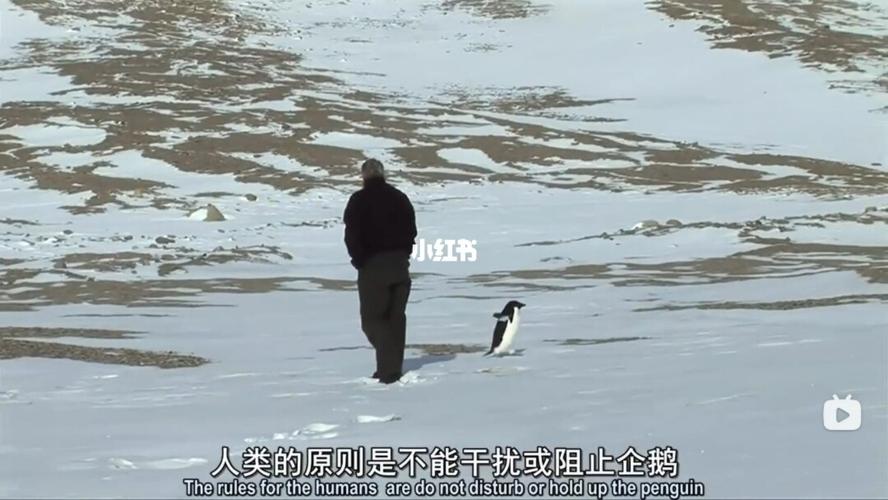 世界尽头的奇遇,世界尽头的奇遇企鹅